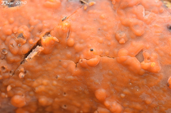 Phlebia radiata
