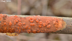 Phlebia radiata