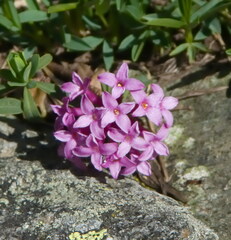 Daphne striata