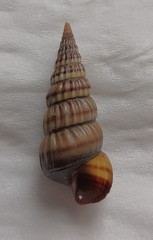 Cerithideopsis largillierti