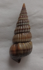 Cerithideopsis largillierti