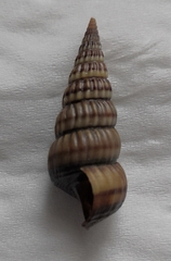 Cerithideopsis largillierti