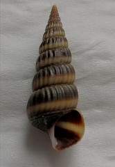 Cerithideopsis largillierti