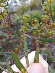 Eucalyptus uncinata uncinata