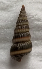 Cerithideopsis largillierti