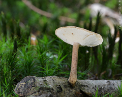 Lentinus arcularius