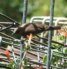 Myzomela obscura