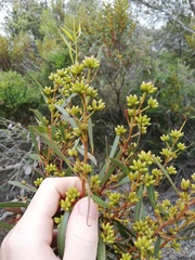 Eucalyptus uncinata uncinata