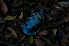 Kinosternon scorpioides