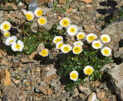 Ranunculus glacialis