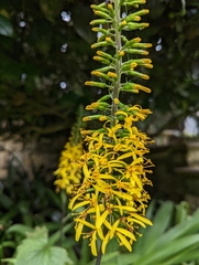 Ligularia przewalskii