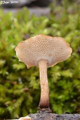 Lentinus brumalis