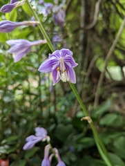 Hosta sieboldii