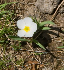 Ranunculus kuepferi