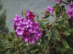 Meriania nobilis