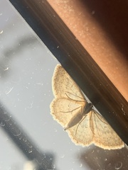 Scopula guancharia