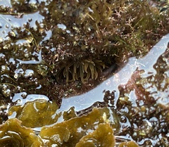 Anemonia sargassensis