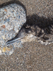 Puffinus puffinus