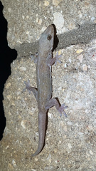 Hemidactylus