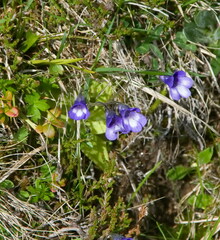 Pinguicula leptoceras