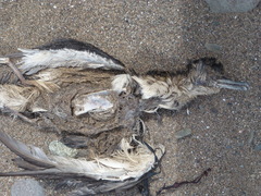 Puffinus puffinus