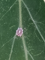 Ceroplastes rusci