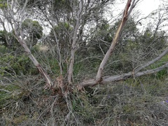 Eucalyptus pachyloma