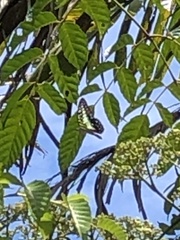 Graphium macfarlanei