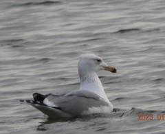 Larus armenicus