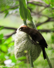 Amblyospiza albifrons