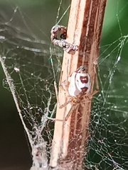 Frontinellina frutetorum