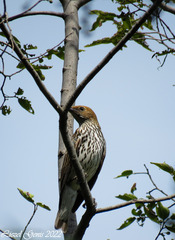 Cinnyricinclus leucogaster