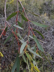 Eucalyptus pachyloma