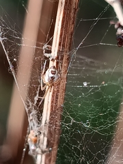 Frontinellina frutetorum