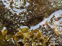 Anemonia sargassensis