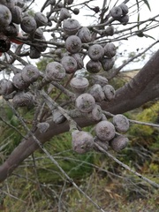 Eucalyptus pachyloma