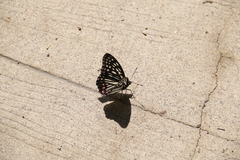 Hestina assimilis assimilis