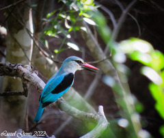 Halcyon senegalensis