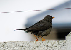 Turdus smithi