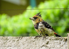 Trachyphonus vaillantii