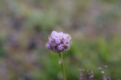 Armeria maritima sibirica