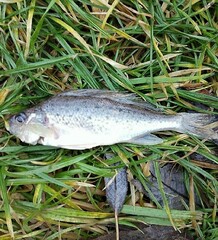 Gymnocephalus cernua