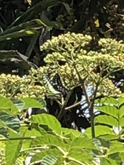 Graphium macfarlanei