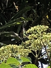 Graphium macfarlanei