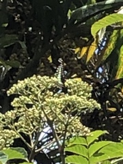 Graphium macfarlanei