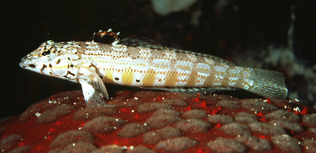 Blackflag Sandperch