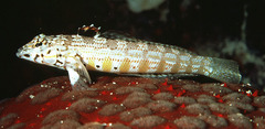 Blackflag Sandperch photo 1