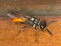 Philanthus loeflingi