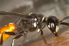Philanthus loeflingi