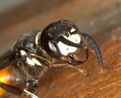 Philanthus loeflingi